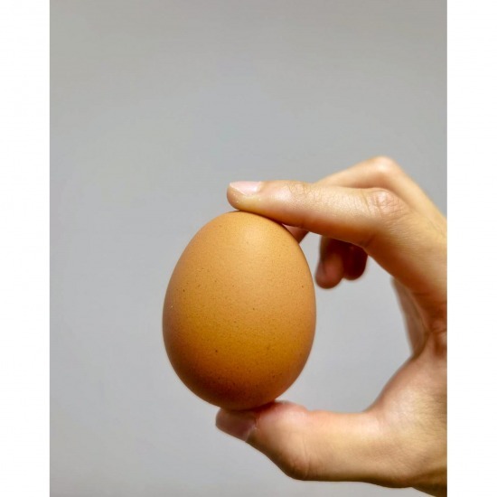 อยากขายไข่ไก่ อยากขายไข่ไก่